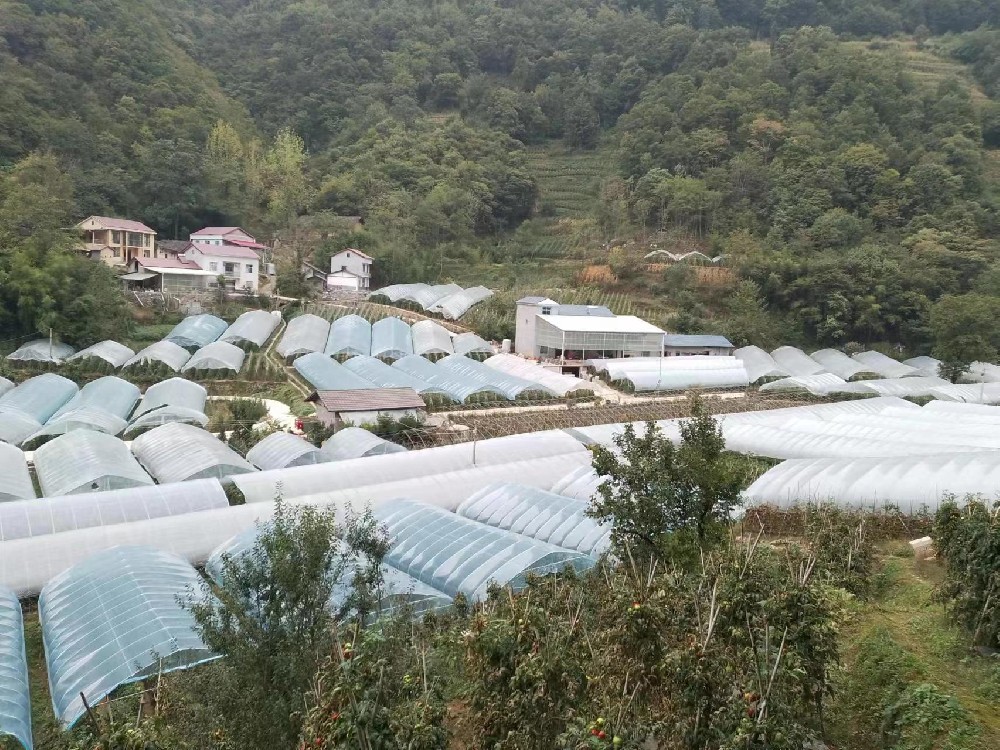 幫蔬菜保溫，讓農戶暖心